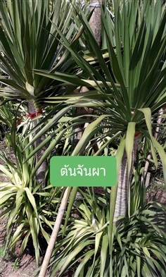 ต้นจันผา | โชค พันธุ์ไม้ - เมืองปราจีนบุรี ปราจีนบุรี