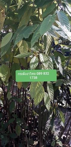 ต้นกระดังงาไทย