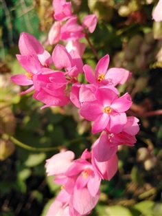 ขายเมล็ดพร้อมเพาะ พวงชมพู