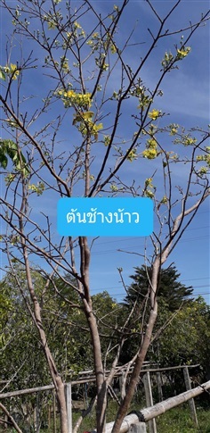 ต้นช้างน้าว