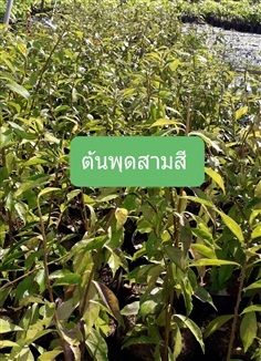 ต้นพุดสามสี | โชค พันธุ์ไม้ - เมืองปราจีนบุรี ปราจีนบุรี