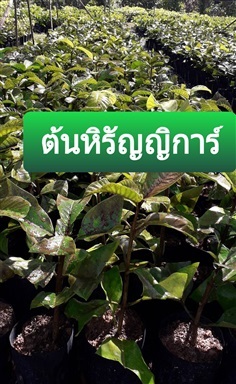 ต้นหิรัญญิการ์ | โชค พันธุ์ไม้ - เมืองปราจีนบุรี ปราจีนบุรี