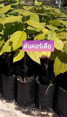 ต้นคอร์เดีย