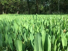 เมล็ดพันธุ์ผักพายน้อย | เมล็ดพันธุ์การเกษตร - สีชมพู ขอนแก่น