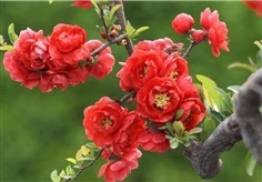 ต้นควินซ์ ดอกสีแดง ขนาด 80-100เซน