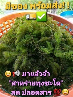 สาหร่ายพุงชะโด ปลอดสาร 100% (อาหารปลา/กุ้ง, เพื่อการวิจัย)