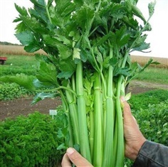 เมล็ดพันธุ์คื่นฉ่ายยักษ์ /celery