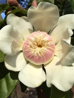 #บัวสวรรค์ขาว และ #บัวสวรรค์ชมพู????  ??นิยมปลูกเป็นไม้ประดั | Drenglish Garden มหาสารคาม - กันทรวิชัย มหาสารคาม