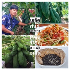 เมล็ดพันธุ์มะละกอครั่ง | เมล็ดพันธุ์การเกษตร - สีชมพู ขอนแก่น