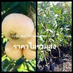 ชมพู่น้ำดอกไม้