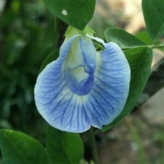 เมล็ดดอกอัญชันสีฟ้า (พร้อมส่ง)