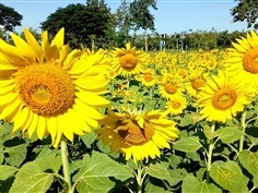 เมล็ดทานตะวันปลูกดอก/เพาะต้นอ่อน | พรรณาการ์เด้น - สวรรคโลก สุโขทัย