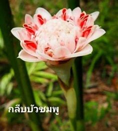 ต้นดาหลากลีบบัวชมพู | YasiYaci - ชะอวด นครศรีธรรมราช