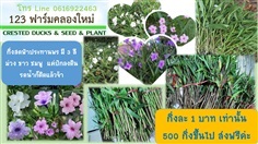 ฟ้าประทานพร  กิ่งสดสำหรับปักชำความยาว 20 ซม.