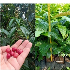 ต้นกาแฟโรบัสต้าแท้ สายพันธุ์ก้านยาวพิเศษ ต้นละ15  ลูกดก 