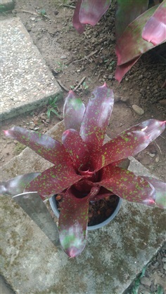 สับปะรดสี