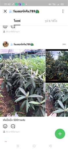 ต้นปีแป๊ะ โลควอท ( Loquat ) หรือ ปี่แป๋ ( Eriobotrya japonic