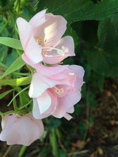 #พุดตานฮาวาย ไม้พุ่มขนาดกลาง ลักษณะดอกเป็นพวงสีชมพูสวย 
