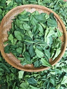 ใบมะกรูดอบแห้ง (Fresh Kaffir Lime Leave) | BhornPhet Farm Thailand Herbs - เมืองเลย เลย