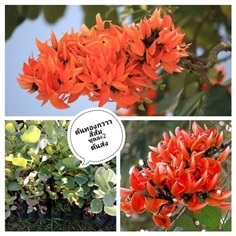 ต้นทองกวาวสีส้ม  ชุดละ2ต้นส่งฟรี | เมล็ดพันธุ์การเกษตร - สีชมพู ขอนแก่น