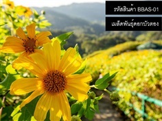 จำหน่ายเมล็ดพันธ์ดอกบัวตอง  (เมล็ดพันธุ์คุณภาพดี) | thailandseedshop - เมืองสมุทรปราการ สมุทรปราการ