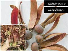  จำหน่ายเมล็ดพันธ์ยางนา (เมล็ดพันธุ์คุณภาพดี) | thailandseedshop - เมืองสมุทรปราการ สมุทรปราการ