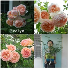 กุหลาบอังกฤษEvelyn (มีป้ายรับรองสายพันธุ์)