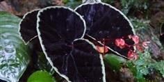 บีโกเนีย (Begonia Darthvaderiana)