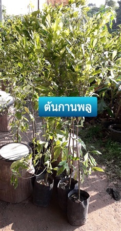 ต้นกานพลู