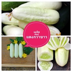 เมล็ดพันธุ์แตงกวาขาว ซื้อ3แถม1