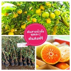 ต้นส้มสายน้ำผึ้ง ชุดละ2ต้นส่งฟรี | เมล็ดพันธุ์การเกษตร - สีชมพู ขอนแก่น