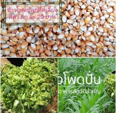 เมล็ดพันธุ์ข้าวโพดปลูกเลี้ยงสัตว์ มกราคม ปี 2566 | เมล็ดถั่วเขียว อุบลราชธานี - เมืองอุบลราชธานี อุบลราชธานี