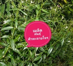 เมล็ดพันธุ์ฟ้าทะลายโจร ซื้อ3แถม1