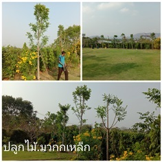 ต้นแคนา4นิ้วสูง 4เมตร | วุฒิไม้ล้อม - แก่งคอย สระบุรี