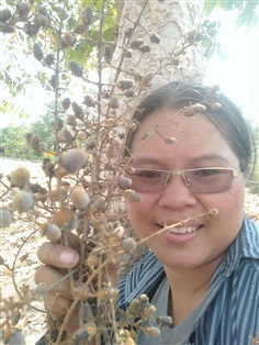 ขายเมล็ดพร้อมเพาะต้นตะแบก | เมล็ดพันธุ์ดี เกษตรวิถีไทย - เมืองระยอง ระยอง