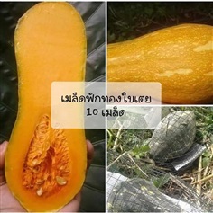 เมล็ดพันธุ์ฟักทองใบเตย ซื้อ3แถม1