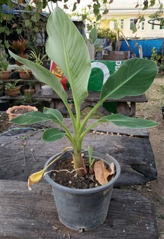 กล้วยคุนหมิง(ดารารัศมี)