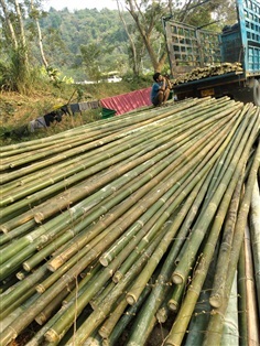 ขายส่ง ไม้ไผ่ กันมอด แช่น้ำยา ราคาถูก | Bamboo Wholesale - เมืองภูเก็ต ภูเก็ต