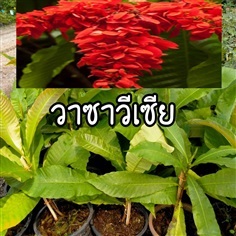 วาซาวีเซีย