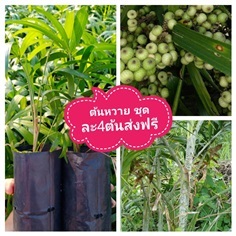 ต้นหวาย ชุดละ4ต้นส่งฟรี | เมล็ดพันธุ์การเกษตร - สีชมพู ขอนแก่น