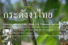 กระดังงาไทย
