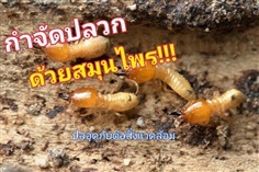 กำจัดปลวกด้วยจุลินทรีย์และสมุนไพร