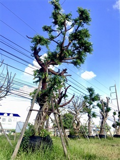 เสม็ดแดง ไม้ล้อม | ต้นไม้บ้านฉัน - เมืองพัทลุง พัทลุง