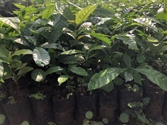 ต้นกาแฟโรบัสต้าแท้ 1000%
