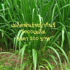 เมล็ดพันธุ์หญ้ากินรี