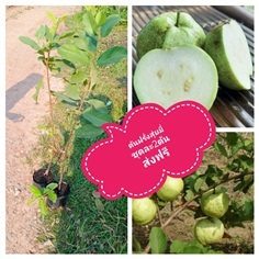 ต้นฝรั่งสุ่ยมี่ ชุดละ2ต้นจัดส่งฟรี | เมล็ดพันธุ์การเกษตร - สีชมพู ขอนแก่น