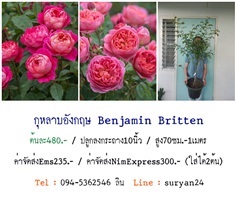 กุหลาบพุ่มสูงอังกฤษBenjamin Britten (ดอกหอม)