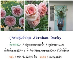 กุหลาบพุ่มอังกฤษAbraham Darby (ดอกหอม)