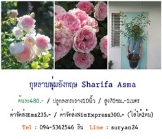 กุหลาบพุ่มอังกฤษSharifa Asma (ดอกหอม)