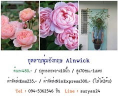 กุหลาบพุ่มอังกฤษ Alnwick Rose